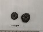 Click for 1 image(s) for this accession. FRUIT